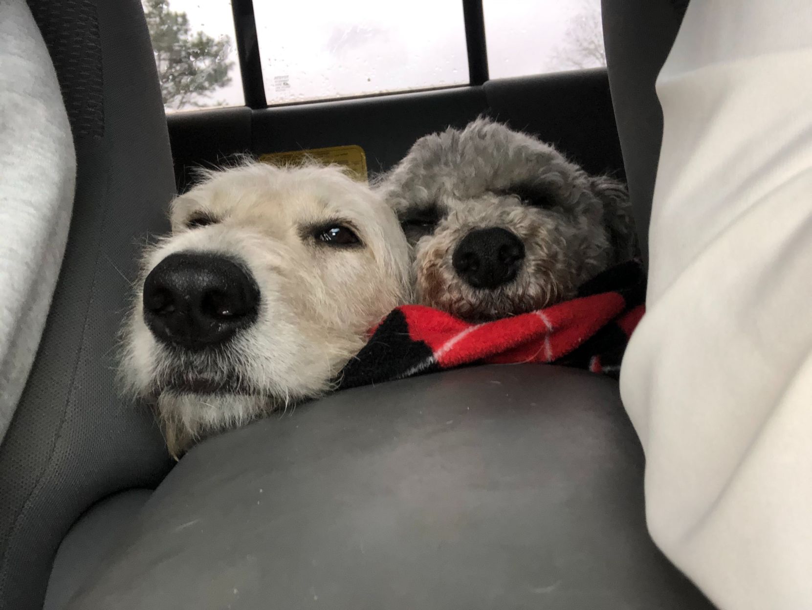 zakk's dogs